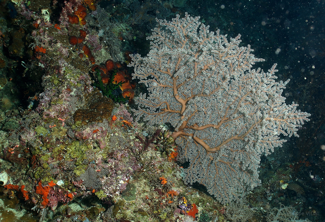 Raja Ampat 2016 - Corail - Gorgone - IMG_3972_rc.jpg